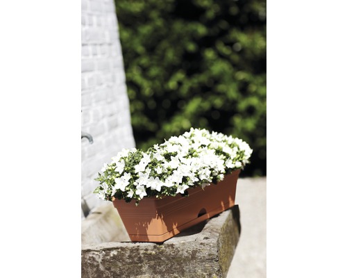 Bloembak met witte klokjesbloemen op steen