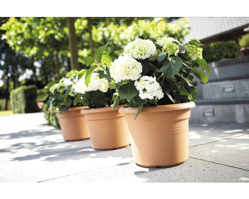 Drie hortensia''s in plantenbakken buiten