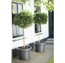 Twee laurierboompjes in plantenbakken voor een gebouw.