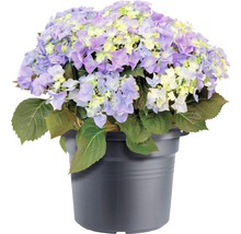 Hortensia in pot