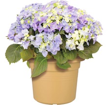 Hortensia in pot