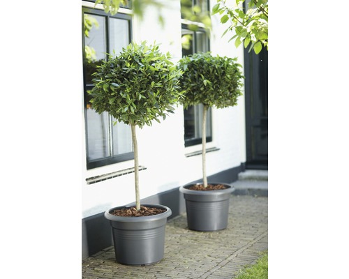 Twee laurierbomen in pot voor een gebouw