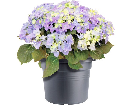 Hortensia in pot