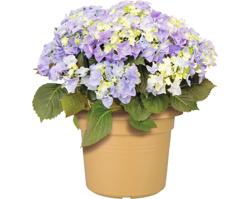 Hortensia in een pot