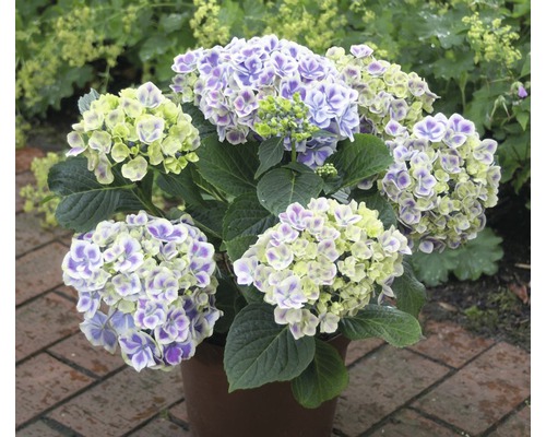 Hortensia in pot met paarse en gele bloemen