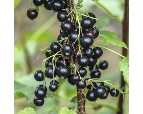 Zwarte bessen aan de struik