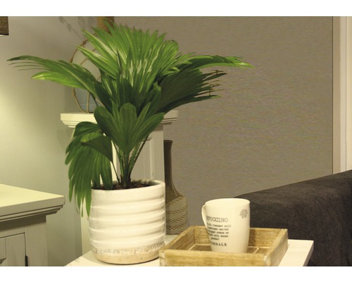Kamerwaaierpalm in geribbelde pot met koffiekop