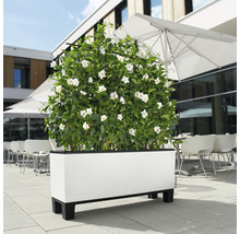 Rechthoekige plantenbak met witte bloemen buitenshuis.
