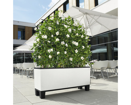 Rechthoekige plantenbak met witte bloemen buitenshuis.