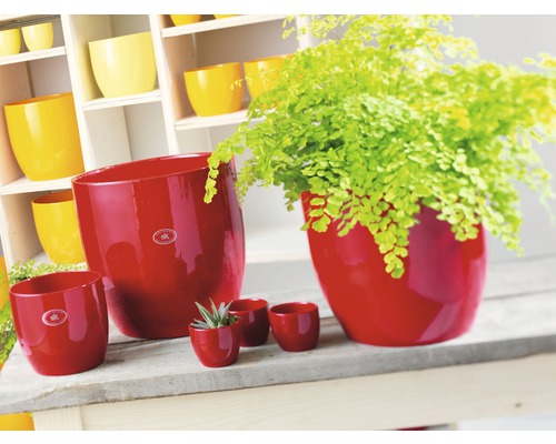 Diverse maten keramische plantenbakken in een scène met planten