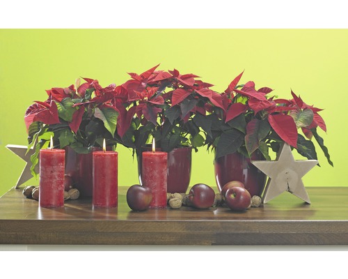 Kerstdecoratie met kerststerren, kaarsen, appels, noten en sterren op een houten tafel.