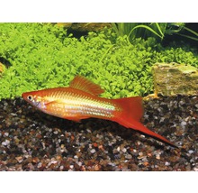 Zwaarddrager vis in aquarium