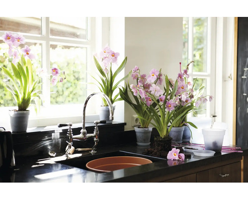 Lichte keuken met roze orchideeën in potten op een aanrecht