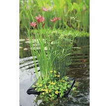 Zwevende vijverbegroeiing met verschillende waterplanten in de vijver.