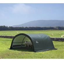 Weidegang met een schaap in een weiland