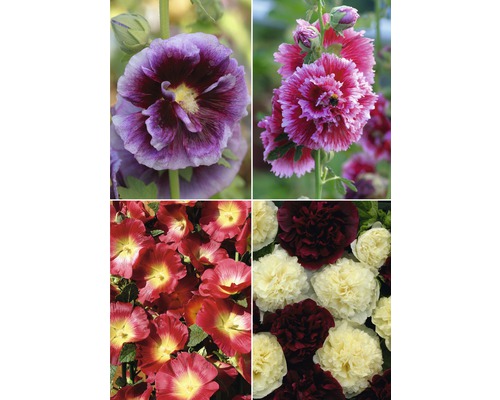 Close-up van veelkleurige stokrozen