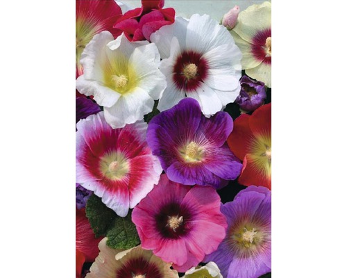 Close-up van kleurrijke stokrozenbloemen