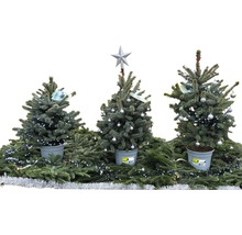 FLORASELF Kerstboom in pot Picea Pungens Baby Blue H 80-100 cm Ø 6 liter