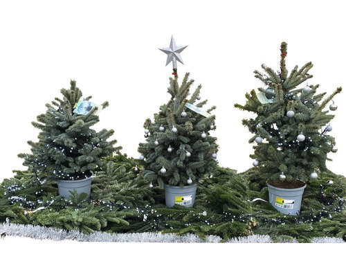 Drie versierde kerstbomen in potten, gedecoreerd met lichtjes en kerstballen