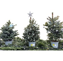 FLORASELF Kerstboom in pot Picea Pungens Baby Blue H 80-100 cm Ø 6 liter