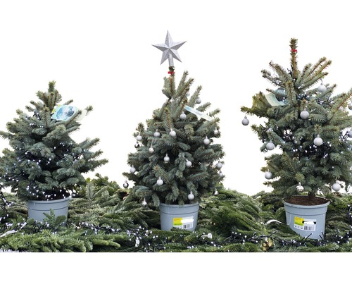 Drie kleine kerstbomen in pot met decoratie op dennenappeltjes