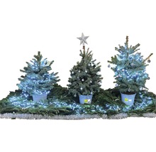 FLORASELF Kerstboom in pot Picea Pungens Baby Blue H 80-100 cm Ø 6 liter