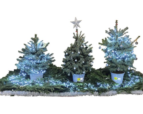 Decoratieve kerstscène met drie kleine kerstbomen, versierd met lichtjes en ballen.