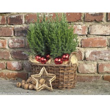 Decoratie met conifeer in mand, kerstballen, ster en noten