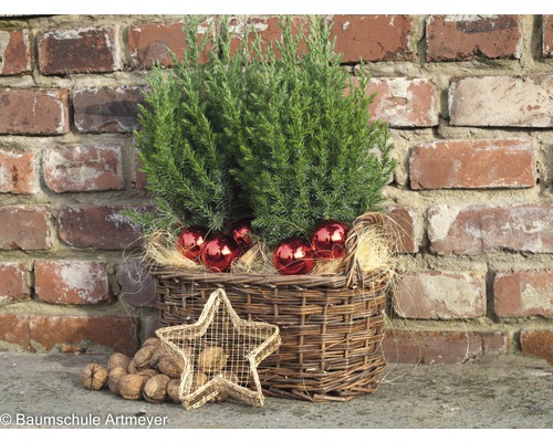Decoratie met conifeer in mand, kerstballen, ster en noten