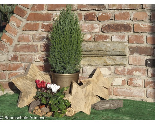Decoratieve tuinscène met cipres in pot, houten sterren en stenen achtergrond