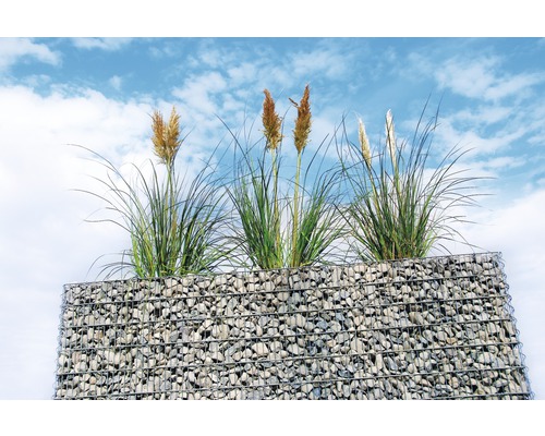 Gabionenwand met siergras tegen een blauwe hemel