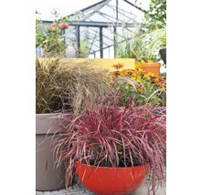 Decoratieve grassen en bloemen in plantenbakken in de tuin.