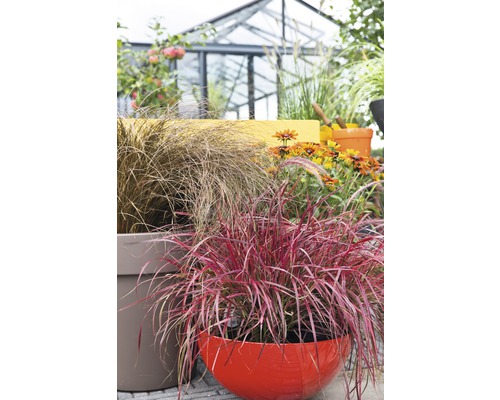Decoratieve grassen en bloemen in plantenbakken in de tuin.