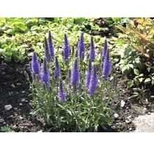 FLORASELF Ereprijs Veronica spicata potmaat Ø 32 cm H 10-30 cm