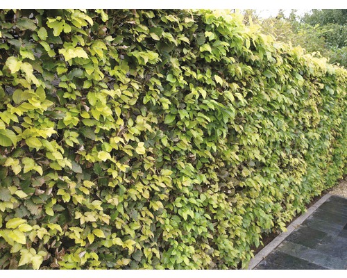 FLORASELF Beuk Fagus sylvatica FLORASELF Beuk Fagus sylvatica