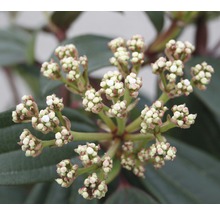 Close-up van de bloemknoppen van een plant