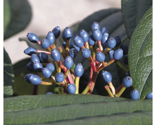 Close-up van een kamperfoelie met bessen en bladeren