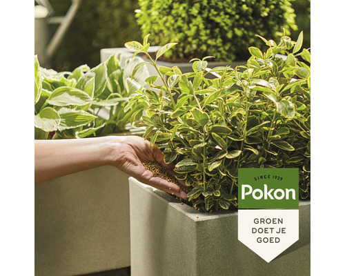 Potgrond wordt in een plantenbak met planten gedaan. Pokon Logo.