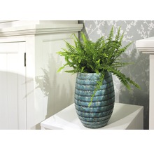 Kamerplant varen in een decoratieve plantenbak