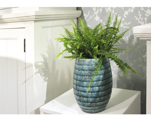 Kamerplant varen in een decoratieve plantenbak