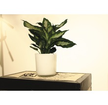 Dieffenbachia plant in pot op een kast