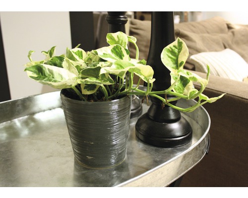 Plant in een pot op een dienblad