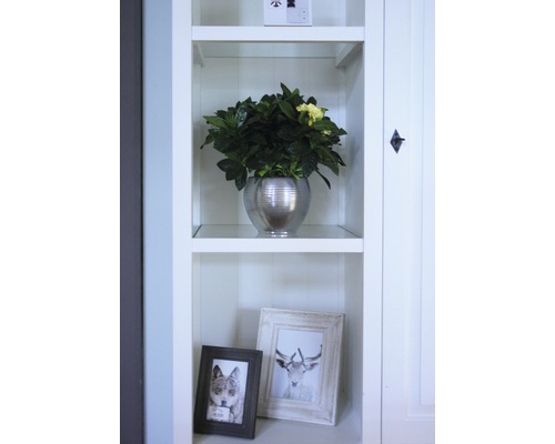 Decoratieve kamerplant in een zilverkleurige pot op een plank naast fotolijsten.