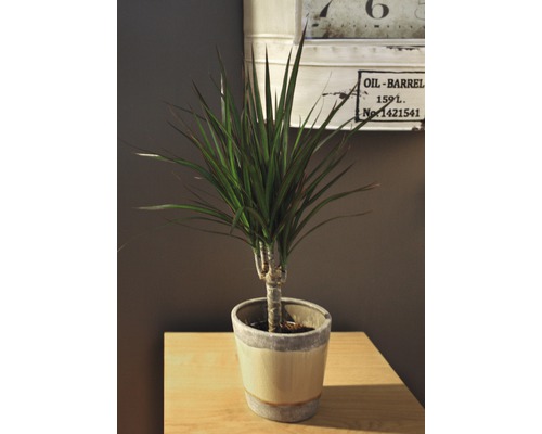 Drakenbloedboom in een pot op een tafel