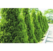 FLORASELF Levensboom Thuja occidentalis 'Smaragd' H 125-150 cm 15 st. ca. 7,5 meter haag