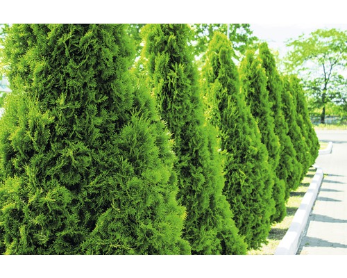 Rij Thuja bomen in de tuin