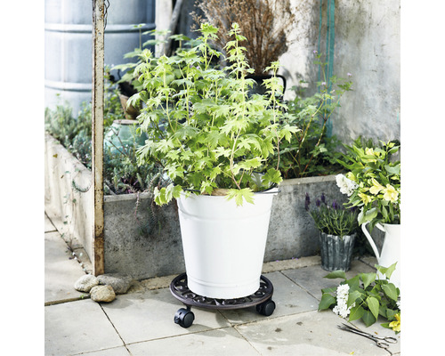 Planten in pot op plantenroller buiten