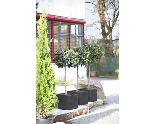 Drie laurierboompjes in zwarte plantenbakken voor buiten