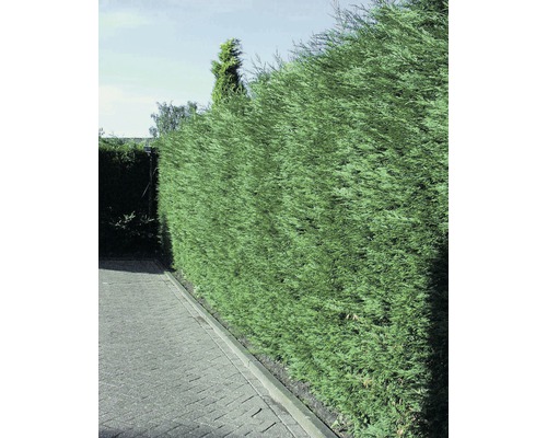Groene haag langs een verhard pad