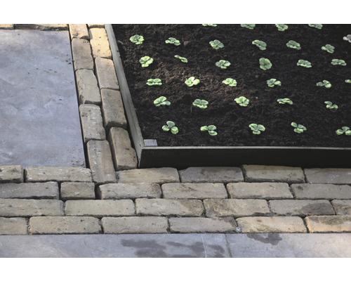 Detailopname van een verhoogde tuinbak met jonge planten en een rand van straatstenen